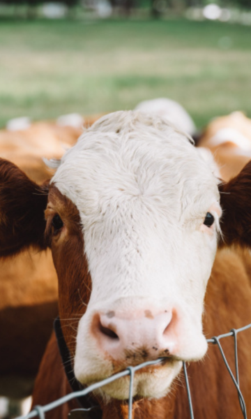 Afbeelding voor Kalvergezondheid: Het gezonde kalf