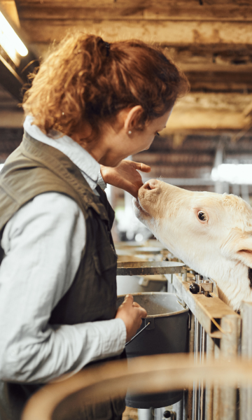 Afbeelding voor Kalvergezondheid: Management