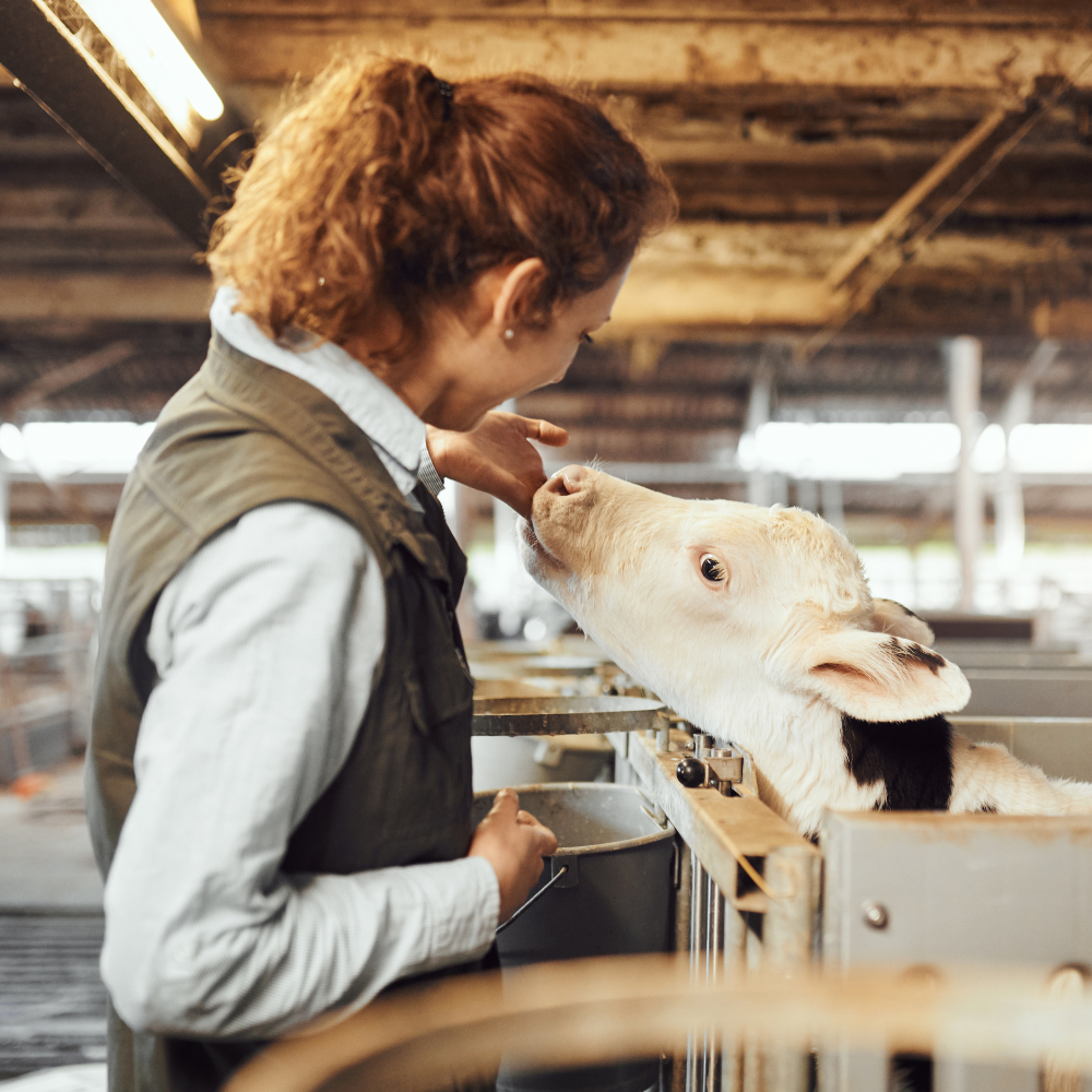 Afbeelding voor Kalvergezondheid: Management